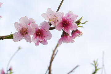 Beautiful Pink Peach Blossoms in a Garden, Pink Peach Flowers Blooming on Peach Tree, Beautiful...