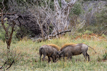 Two common warthogs are butting heads. Wildlife animals in natural habitat, safari in savanna. Kruger National Park, South Africa. 