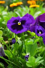 Spring flowers Viola in violet Black color - favorite ornamental plant flowering in the spring,...