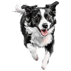 Fototapeta premium black and white border collie in dynamic pose