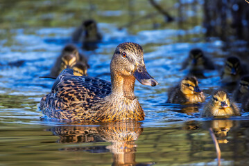 Fototapeta premium mallard duckling on the surface of a pond in the morning light