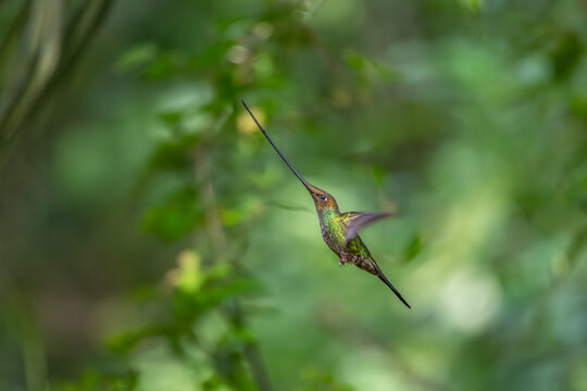 Sword-billed hummingbird (Ensifera ensifera) in Zuro Loma, Ecuador