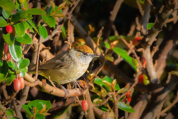 Eurasian Blackcap perched on a branch in the morning light