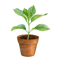 Watercolor plant in a brown flower pot isolated on a white background. Good for postcards, invitations, greeting cards.