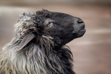 the muzzle of a domestic animal, a gray-black sheep