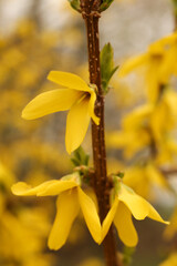 Forsythia blooming in the garden. Spring flowers.