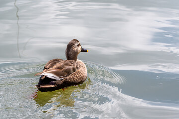 水面を泳ぐカルガモ