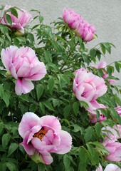 Fototapeta premium In the spring, a peony tree-like (Paeonia suffruticosa) blooms in the garden.