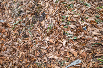Dry autumn leaves on ground for background