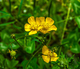 Close-up of vibrant yellow buttercup flowers surrounded by lush green foliage in a summer meadow.