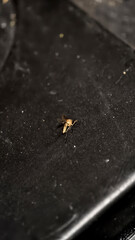 Close-up of a Mosquito Sitting on a Dark Surface Showing Intricate Details