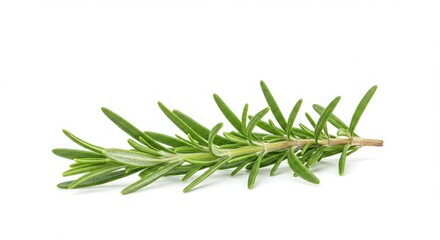 Fototapeta premium A sprig of fresh rosemary with green leaves isolated against a plain white background in close up view