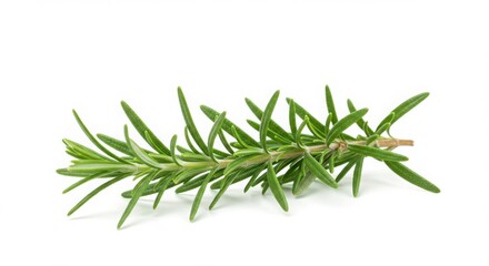 Fototapeta premium A single sprig of fresh rosemary with green leaves isolated on a plain white background close up view