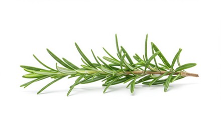 Fototapeta premium A single sprig of fresh rosemary with green leaves isolated against a plain white background surface