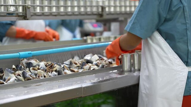 Workers process and pack pieces of fish on automated production line in a seafood canning factory, highlighting industrial food manufacturing and hygiene standards.
