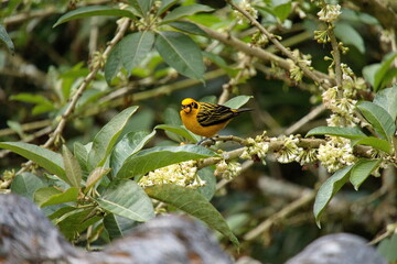 Golden tanager (Tangara arthus) perched in a berry bush at the Riolindo Coffee Farm in the Intag Valley, Cuellaje, Ecuador