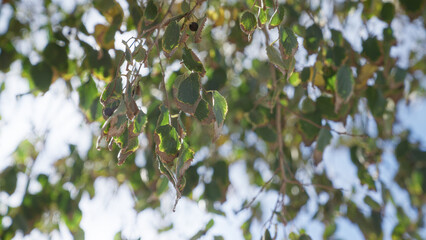 Leaves of a mulberry tree with sunlight filtering through foliage in outdoor murcia, spain environment, showcasing nature's intricate beauty and vibrant green colors.