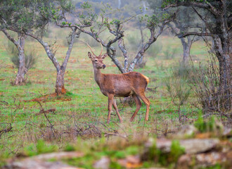 En la dehesa aparece un pequeño bareto