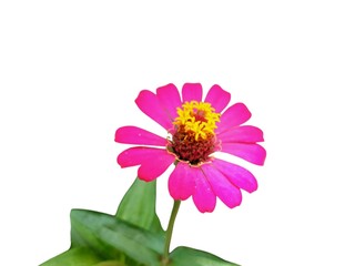 Close-up of a pink zinnia flower bloom against a white backdrop.