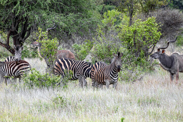 Zebras and Greater Kudu in african savanna, Kruger National Park, South Africa