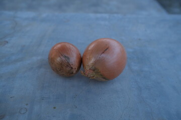Obraz premium photo of fresh shallots from the garden