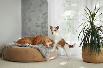 A small Jack Russell Terrier stands alert while a Nova Scotia Duck Tolling Retriever rests on a...