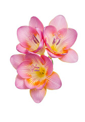 Naklejka premium Pink freesia flower, isolated on white