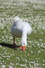 oie blanche 