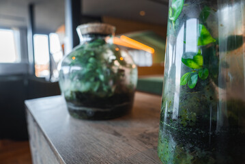 A modern interior featuring two glass terrariums with green plants on a wooden surface, large...