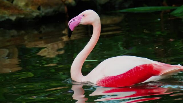 Close up of beautiful, pink flamingo moving in water at a zoo