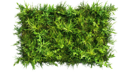 green grass isolated on white background