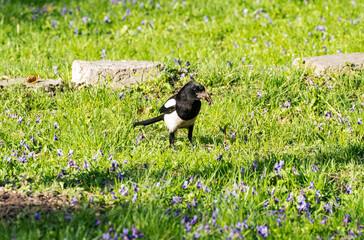 A magpie (Pica pica) with dirty prey in its beak stands on the green grass with violets (Víola odoráta), the admiral butterfly (Vanessa atalanta) is visible in the background.