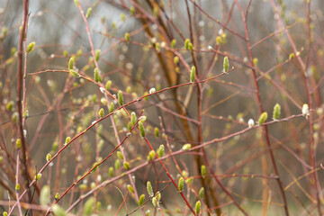 dew on grass