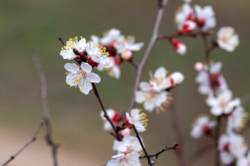 cherry tree blossom