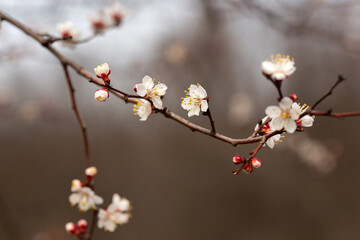 cherry tree blossom