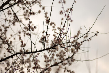 cherry tree blossom