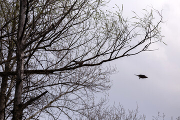 raven on tree