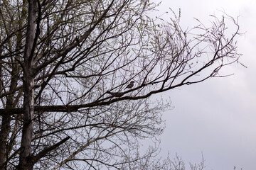 tree branches against blue sky