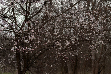Obraz premium cherry tree blossom