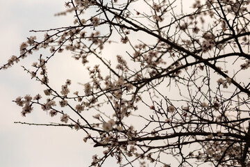 cherry tree blossom