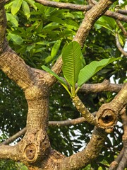 Plumeria Branch and Leaf Detail in Bangkok