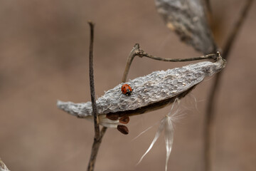 red bug on a leaf