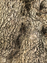 Detailed Tree Bark Texture