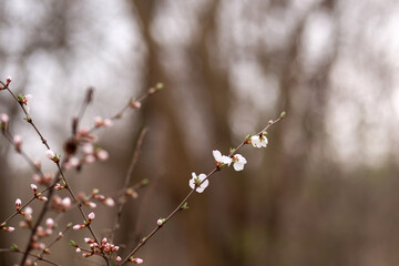 cherry blossom in spring