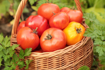 Tomato harvest in basket close up in green grass in sunlight. Organic freshly harvested ripe red yellow tomatoes in garden