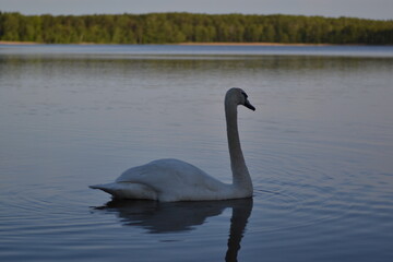 Bird river lake spring