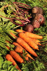 Harvesting carrot and beetroot in garden. Bunch of organic dirty fresh carrots and beets harvest with tops on green grass on sun in sunlight close up