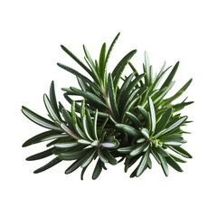 Fototapeta premium Aromatic Bunch of Fresh Rosemary Sprigs for Culinary Use isolated on transparent background, cutout