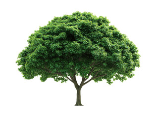 Lush green tree with dense foliage for environmental themes, cut out