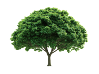 Lush green tree with dense foliage for environmental themes, cut out